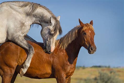 horse mating|Understanding Horse Mating With Detailed Pictures